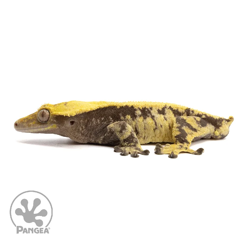 Male XXX Crested Gecko Cr-2284