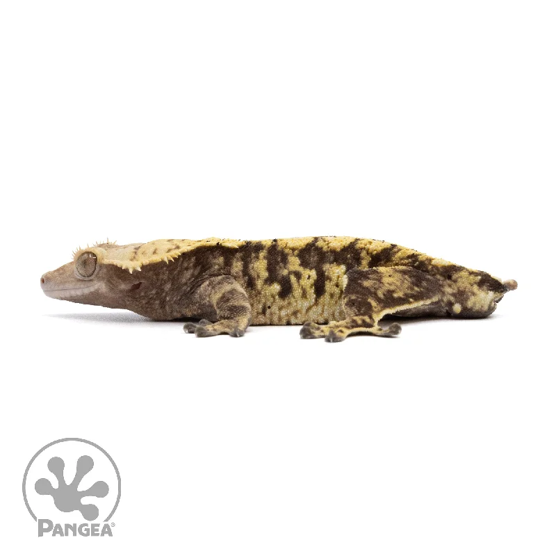 Male Extreme Harlequin Crested Gecko Cr-2280