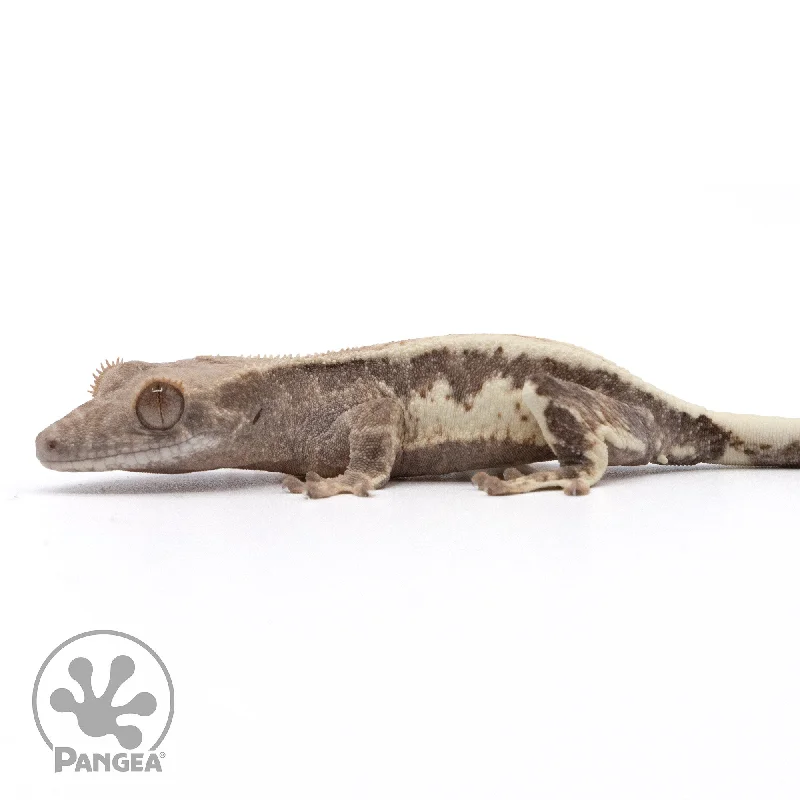 Juvenile Frappuccino Crested Gecko Cr-2173