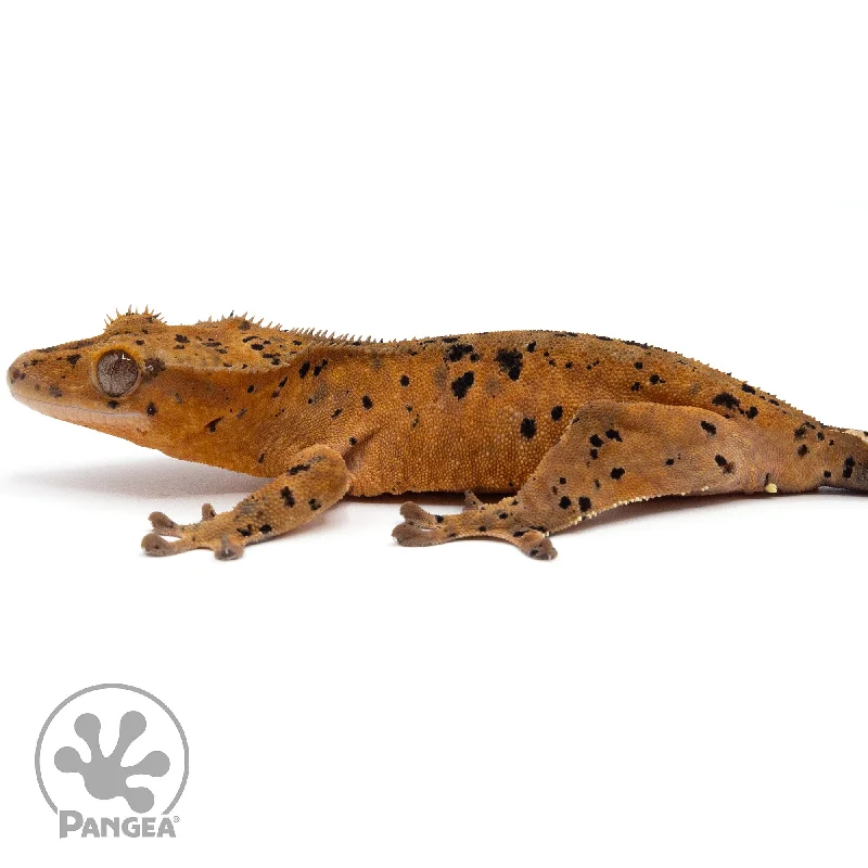 Female Red Super Dalmatian Crested Gecko Cr-2255