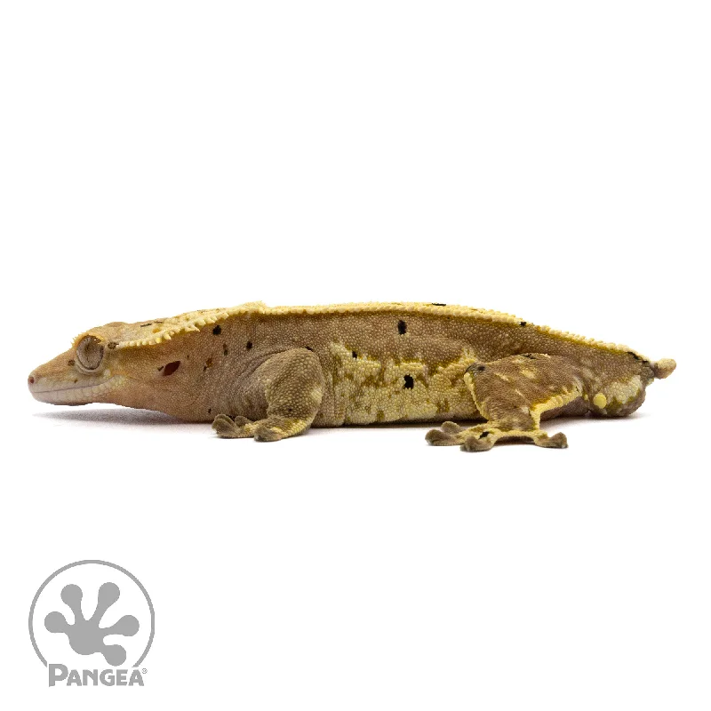 Male Harlequin Dalmatian Crested Gecko Cr-2195