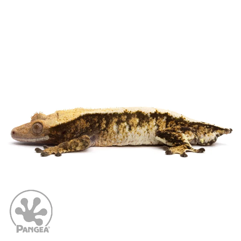 Male Tricolor Extreme Harlequin Crested Gecko Cr-2187