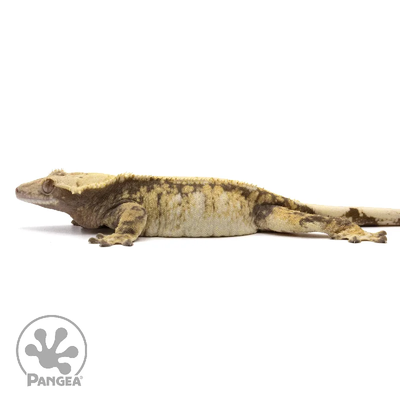 Female Tricolor Extreme Crested Gecko Cr-2216