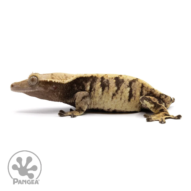 Female XXX Crested Gecko Cr-2281