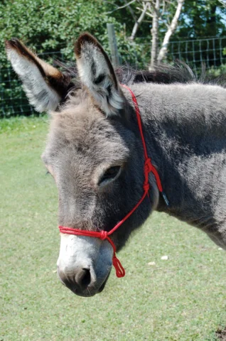 Burwash Natural Rope Halter Donkey