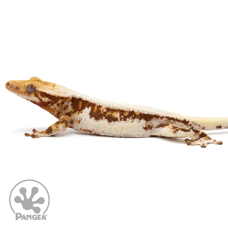 Female Lilly White Crested Gecko Cr-2250