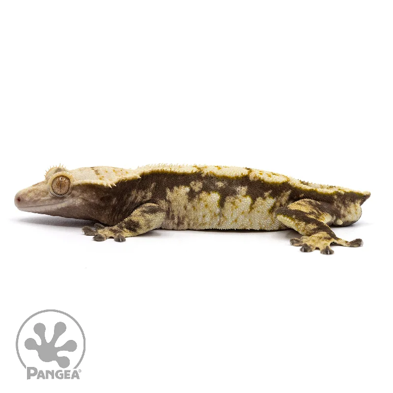 Male Extreme Harlequin Crested Gecko Cr-2186