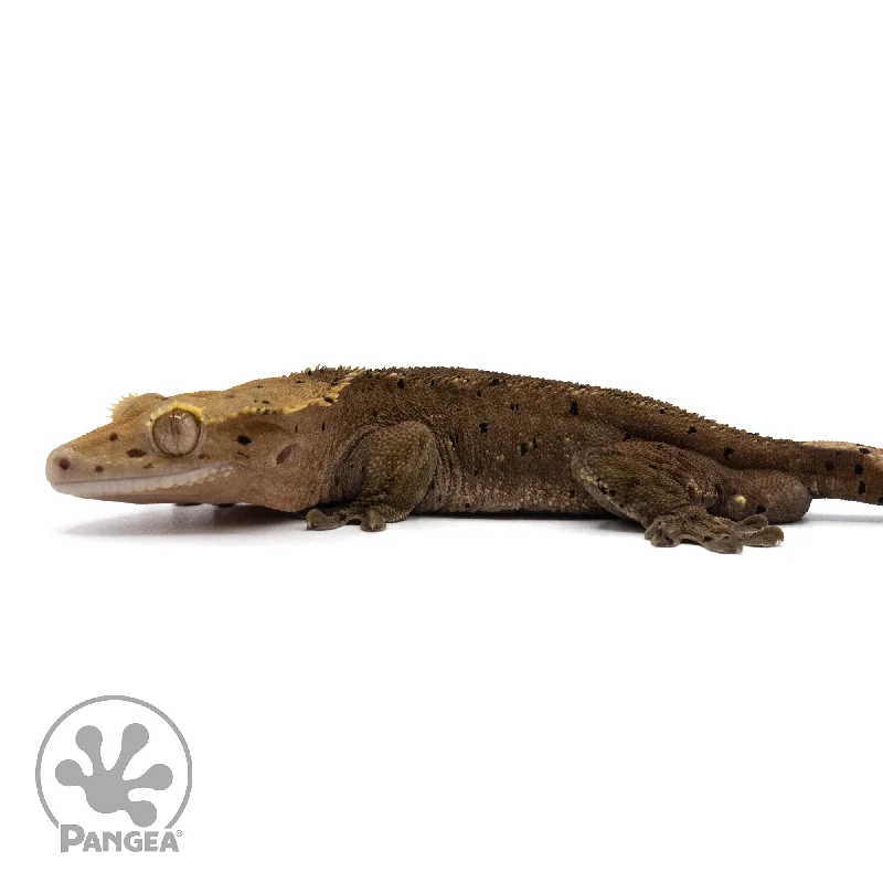 Male Dark Patternless Super Dalmatian Crested Gecko Cr-2206