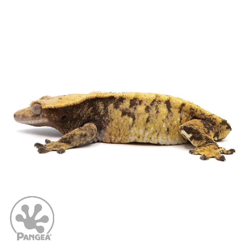 Female XXX Crested Gecko Cr-2288