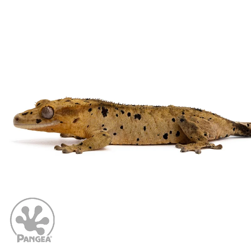 Female Ink Blot Crested Gecko Cr-2231