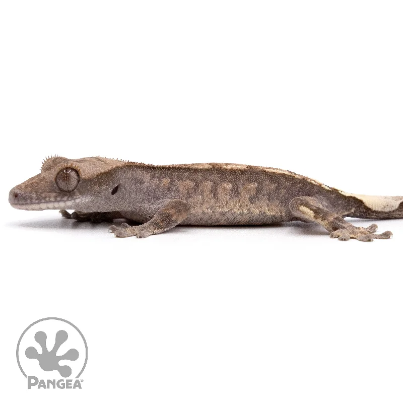 Juvenile Cappuccino Crested Gecko Cr-2177