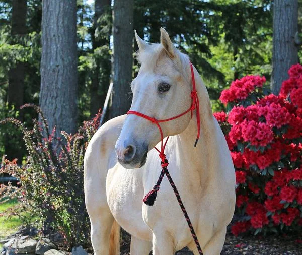 Burwash Natural Horse Rope Halter Warmblood