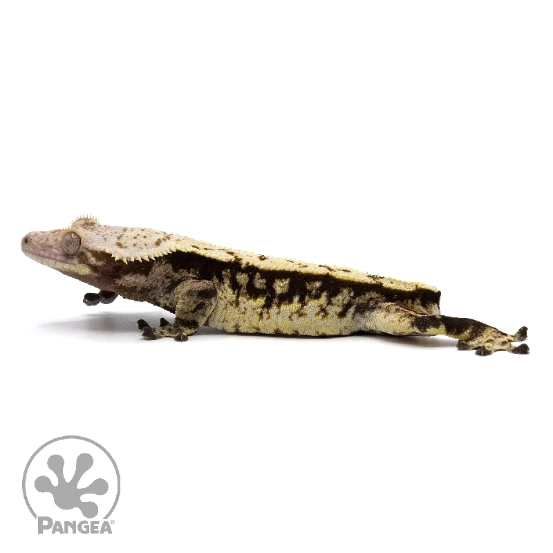 Male Extreme Harlequin Crested Gecko Cr-2185