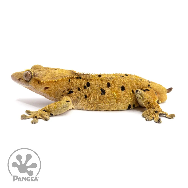 Male Dalmatian Crested Gecko Cr-2196