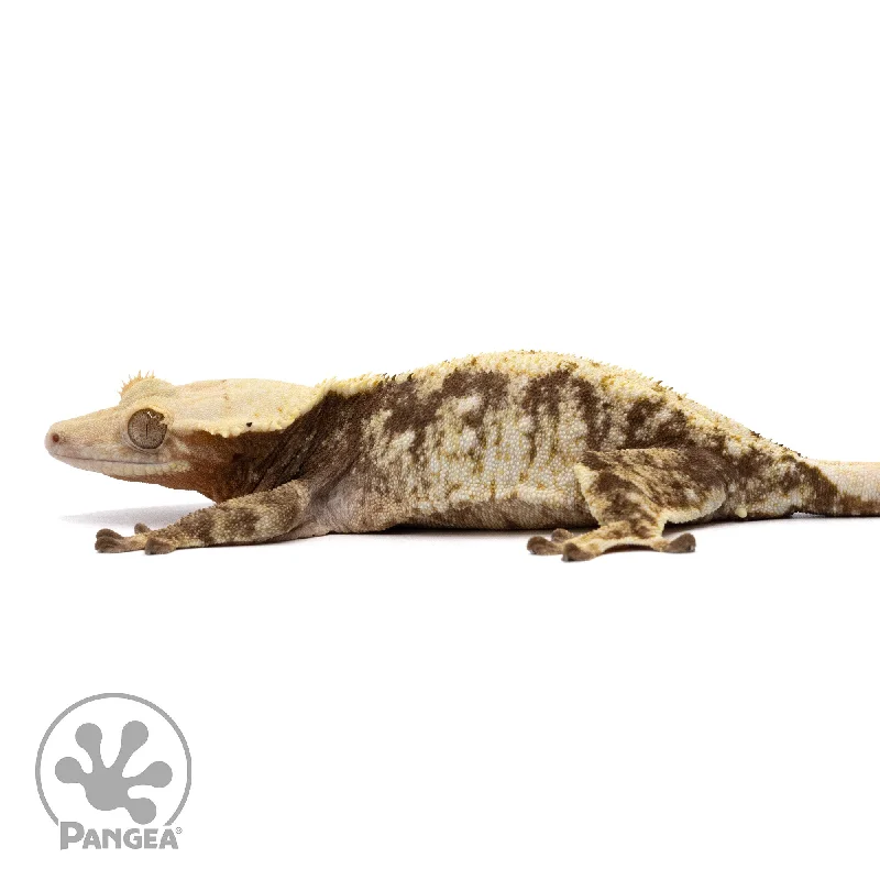 Female Extreme Harlequin Crested Gecko Cr-2183