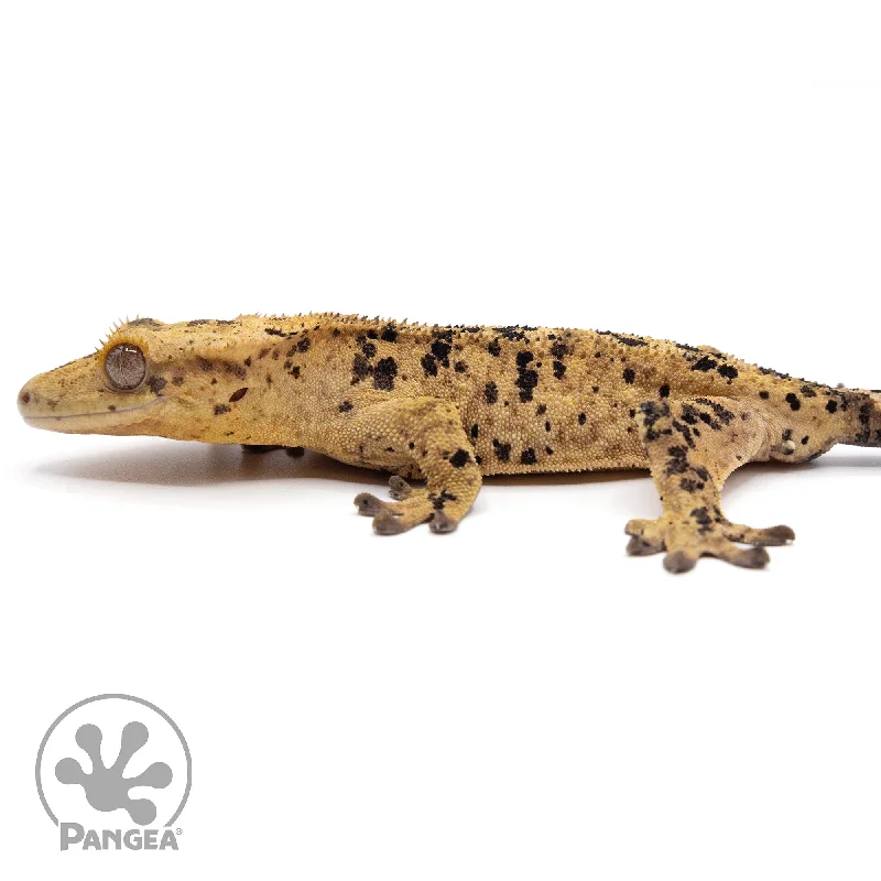 Male Super Dalmatian Crested Gecko Cr-2253