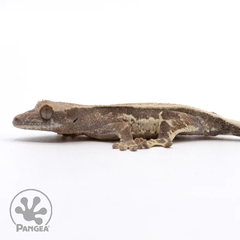 Juvenile Frappuccino Crested Gecko Cr-2175