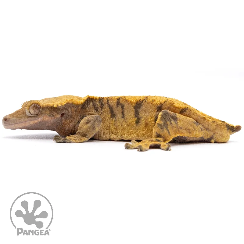 Male XXX Crested Gecko Cr-2279