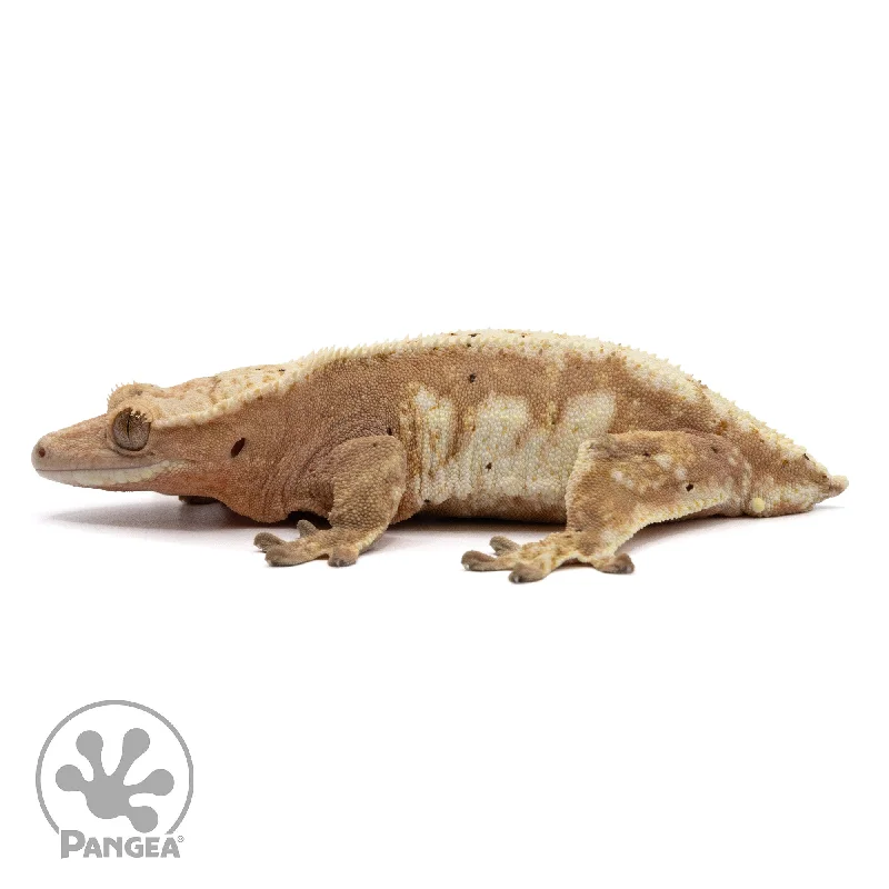 Female White Wall Crested Gecko Cr-2188