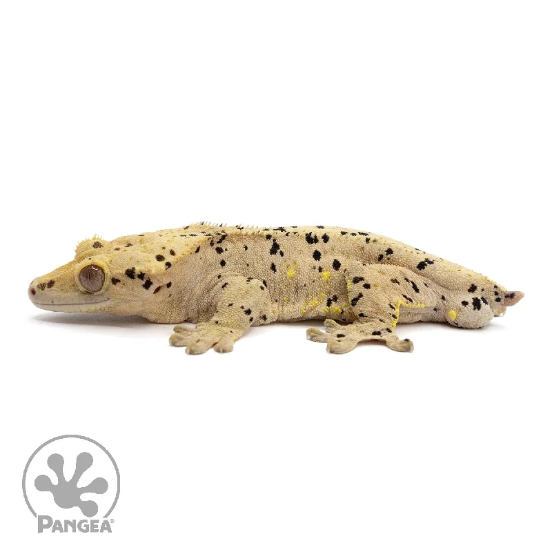 Male Super Dalmatian Crested Gecko Cr-2197