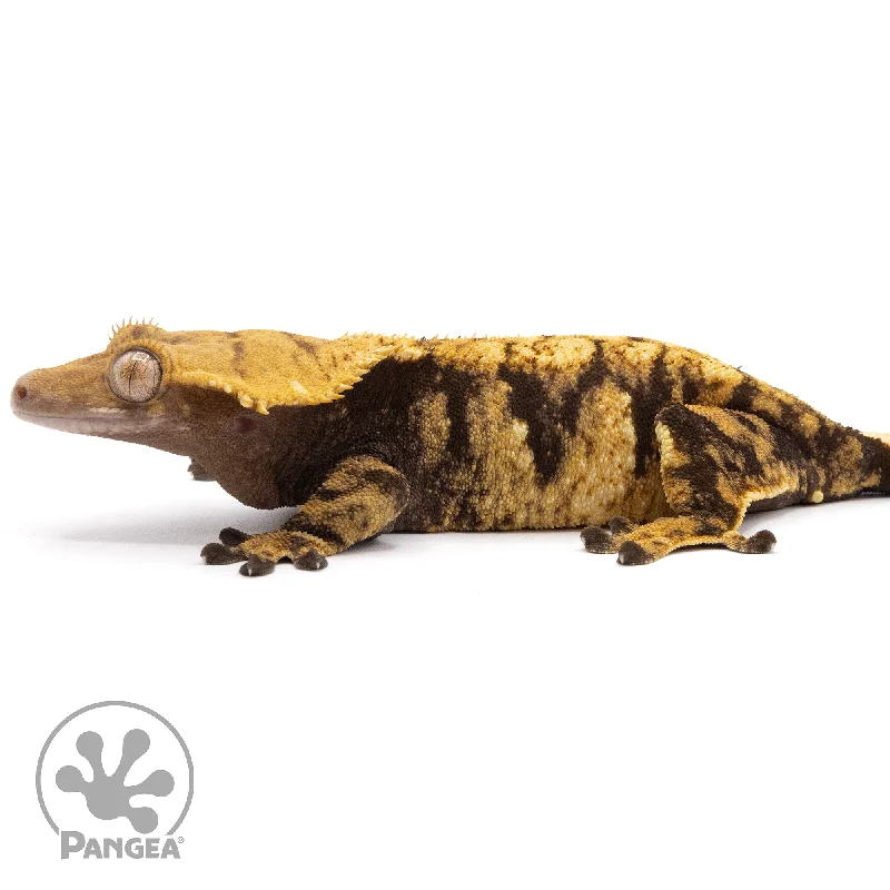 Female XXX Crested Gecko Cr-2283