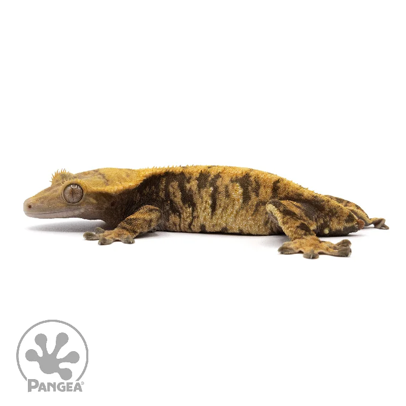 Female XXX Crested Gecko Cr-2272