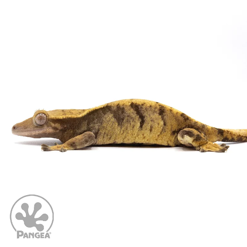 Female XXX Crested Gecko Cr-2278