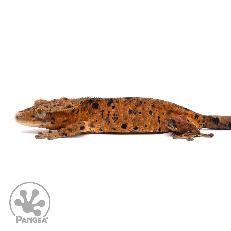 Female Super Dalmatian Crested Gecko Cr-2252