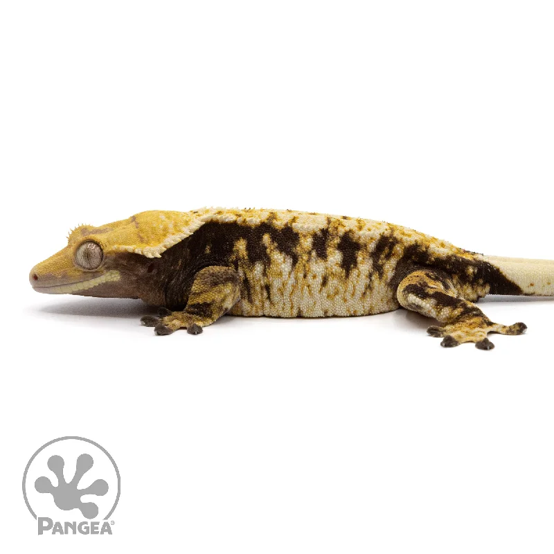 Female Tricolor XXX Crested Gecko Cr-2286