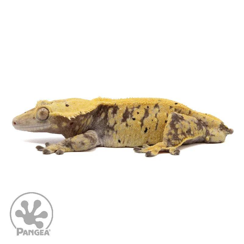 Male XXX Crested Gecko Cr-2285