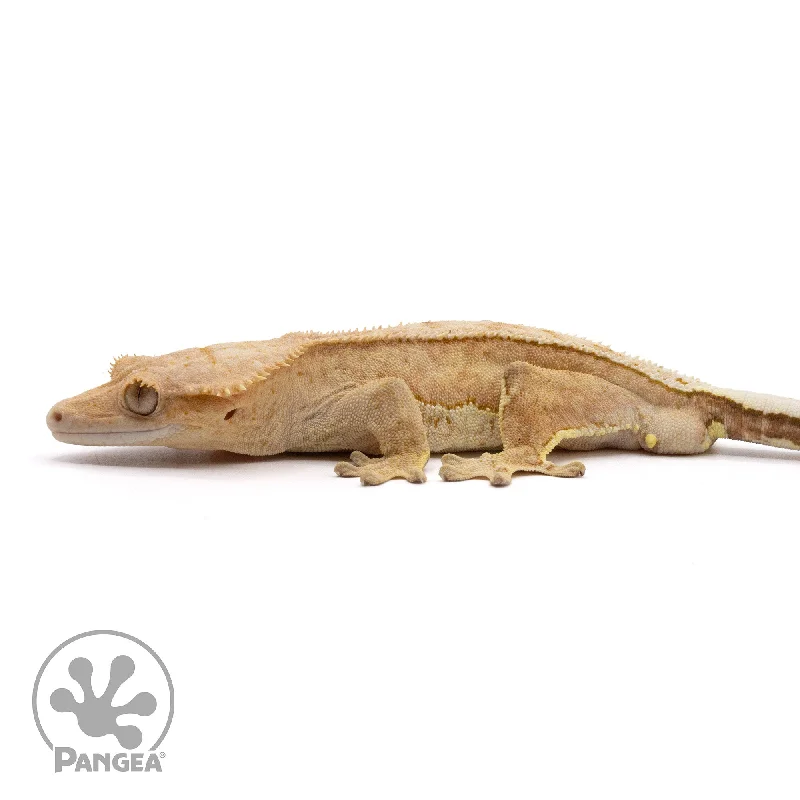 Male Reverse Quadstripe Crested Gecko Cr-2181