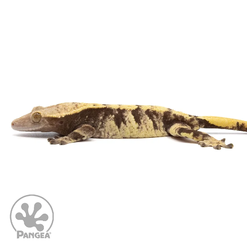 Female XXX Crested Gecko Cr-2270