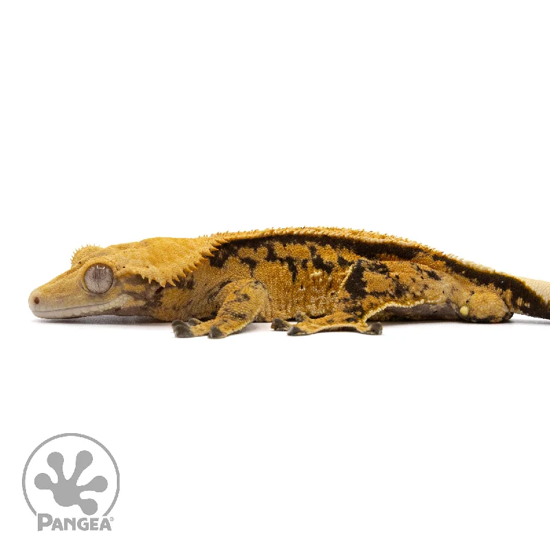 Male Reverse Pinstripe Crested Gecko Cr-2214